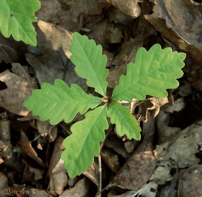 Plant growing outside of seed