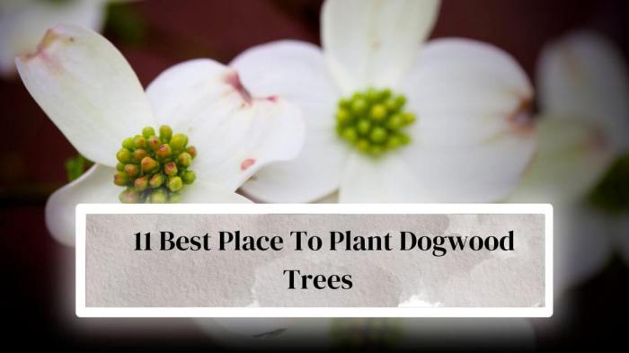 Best place to plant a dogwood tree