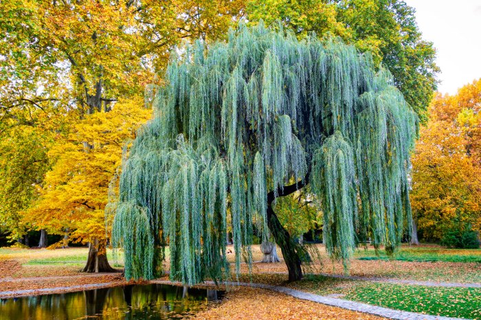 When to plant willow tree