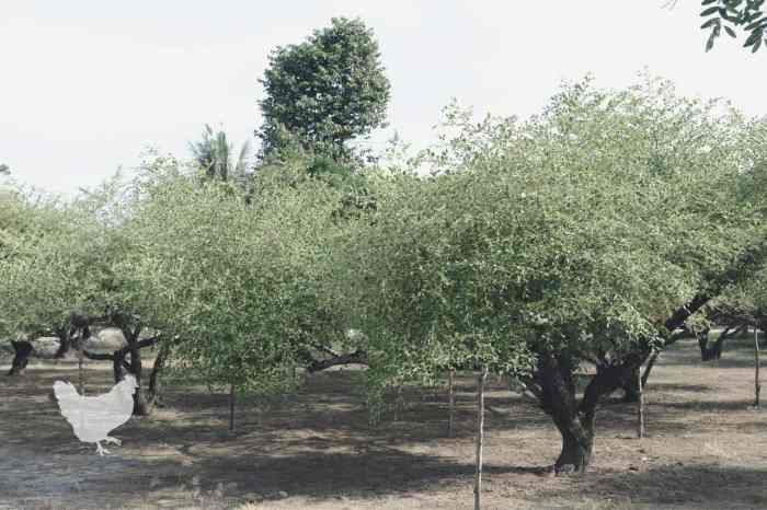 How to plant jujube tree