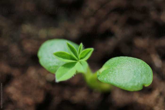 Plant growing outside of seed