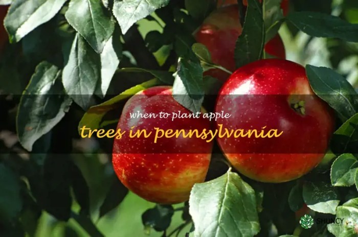 When to plant apple trees in pa