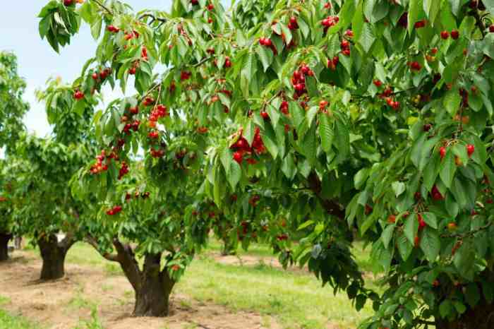 Best time to plant cherry tree