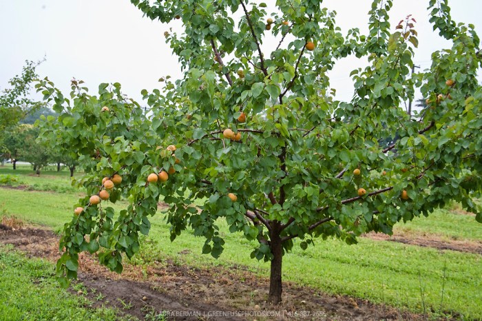 How do you plant an apricot seed