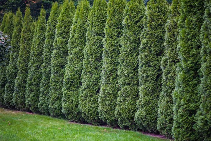 How to plant an arborvitae tree