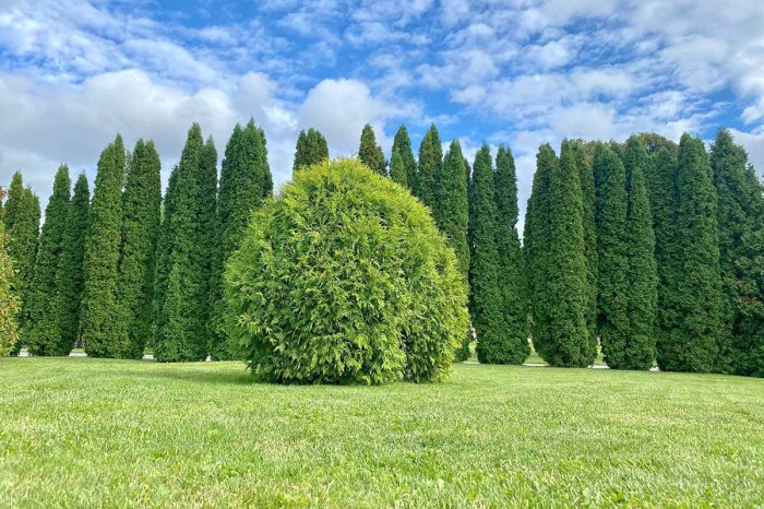 Arborvitae thuja pole north occidentalis proven winners landscaping landscape isotoma house blue axillaris tree flower front plants ideas plant design