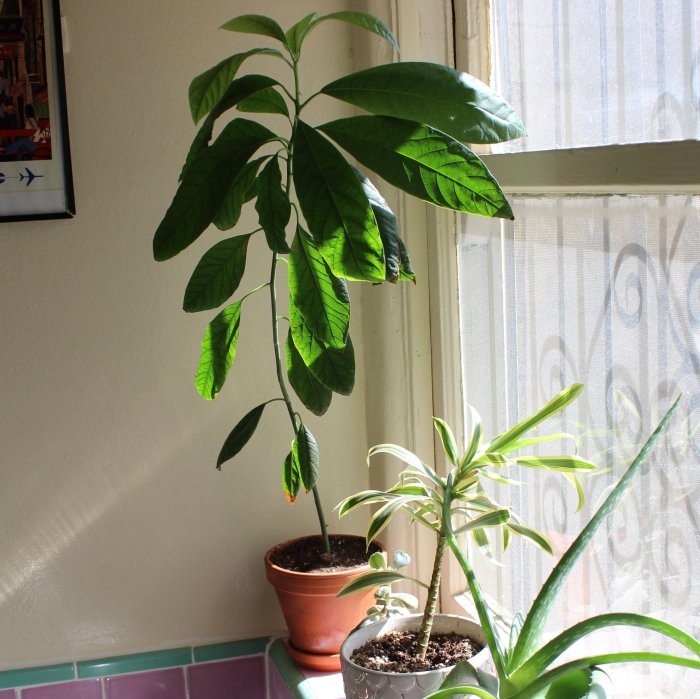 Plant from avocado seed