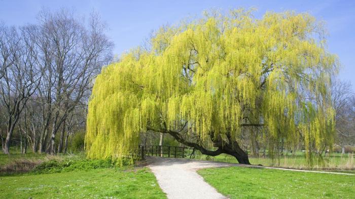 When to plant willow tree