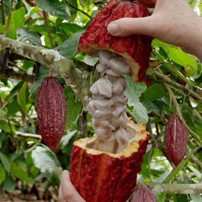 How to plant a cacao tree