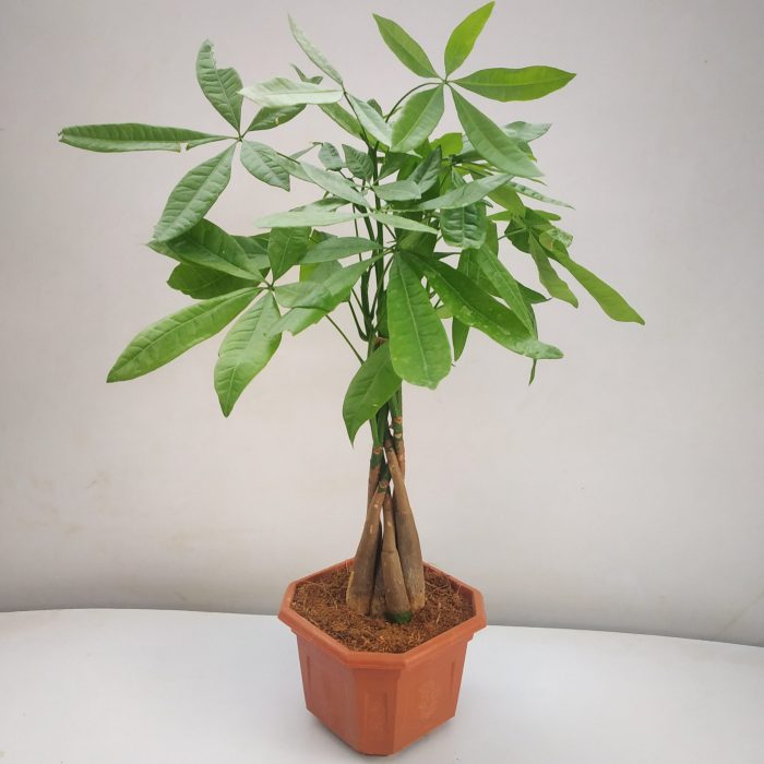 How to root a money tree plant