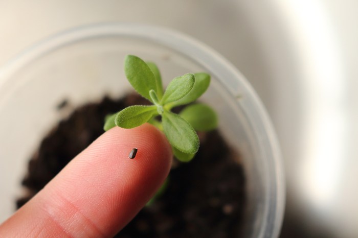 When to plant lavender seeds