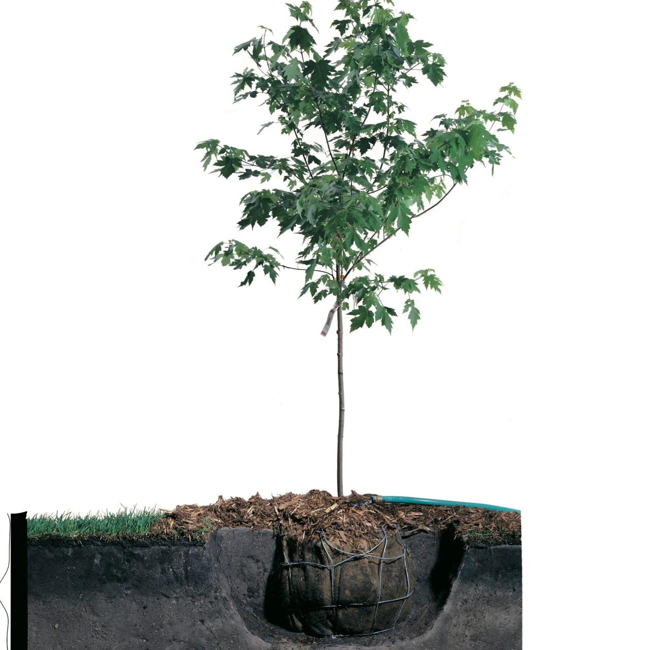 How to plant maple tree