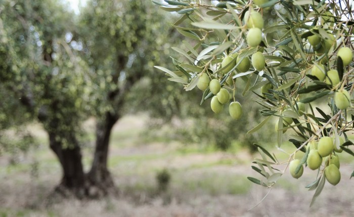 When do you plant olive trees