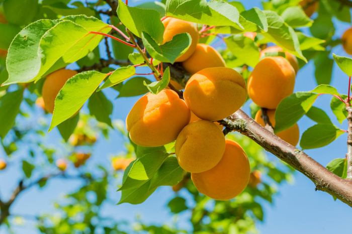 Apricot seed apricots