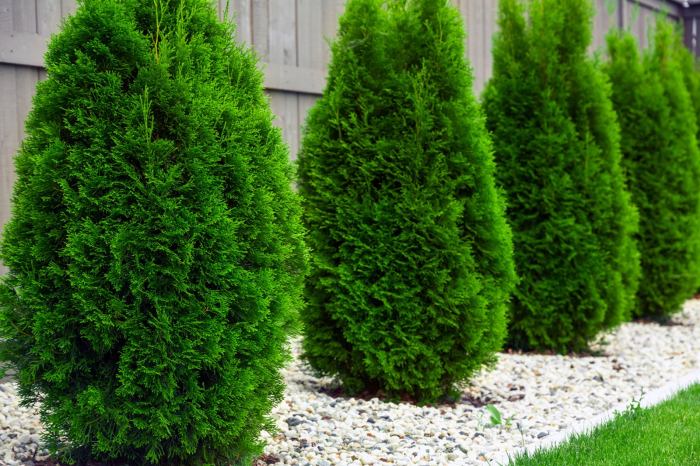 How to plant an arborvitae tree