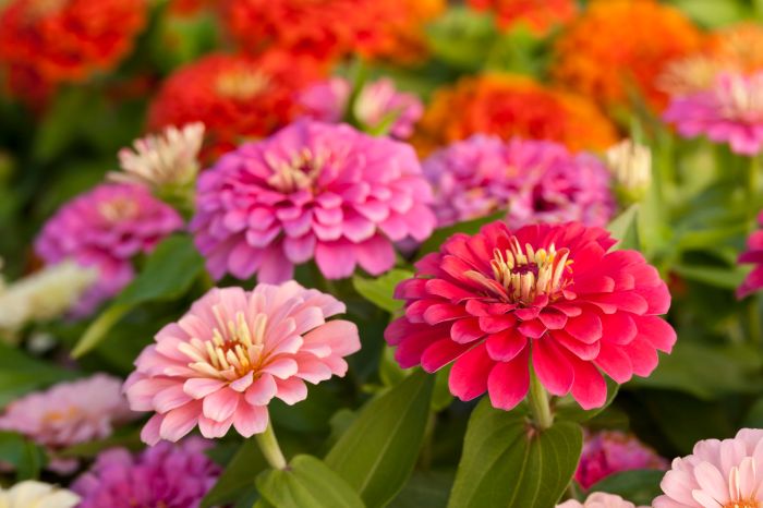 When to plant zinnia seeds