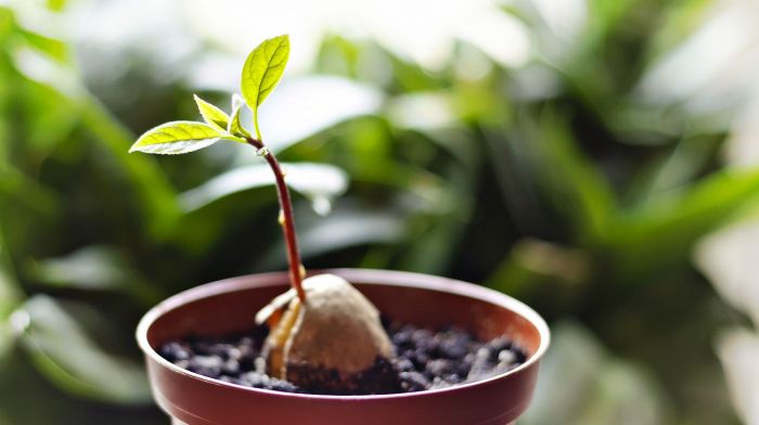 Plant from avocado seed