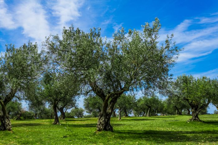 When do you plant olive trees