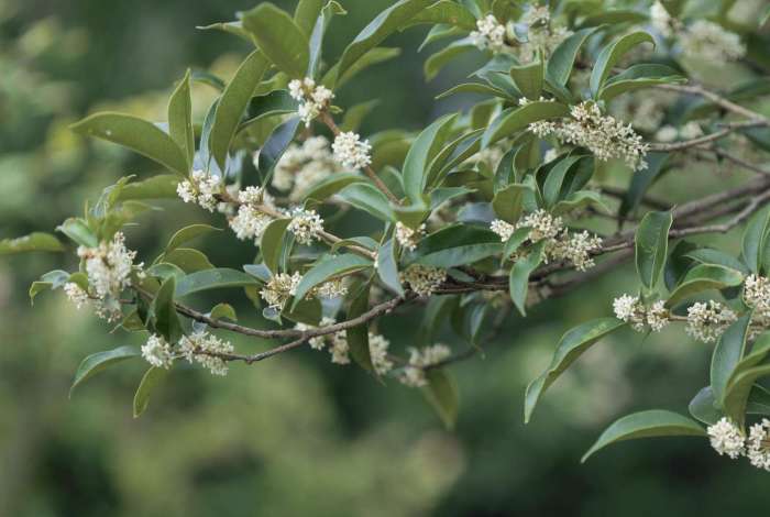 When to plant tea olive tree