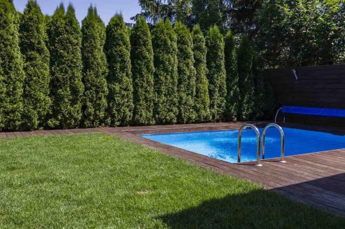 Worst trees to plant near pool