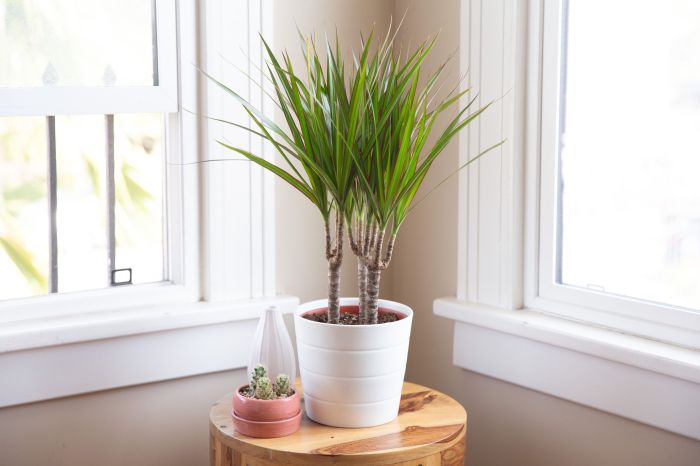 Dragon tree house plant