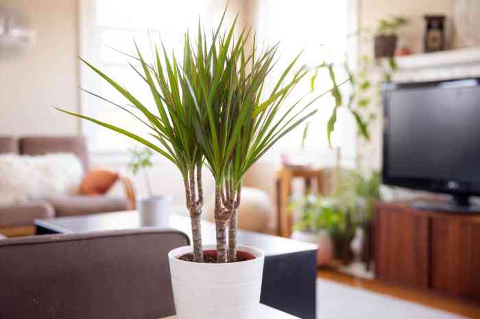 Dragon tree house plant