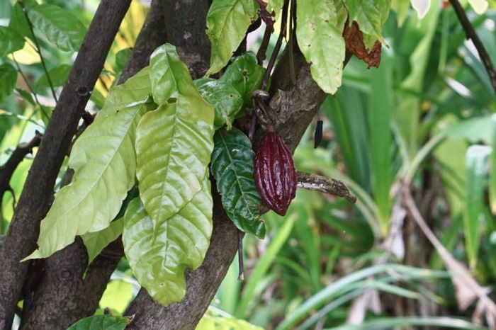 Cacao theobroma growing grove