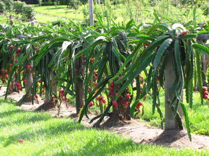 How to plant dragon fruit seeds