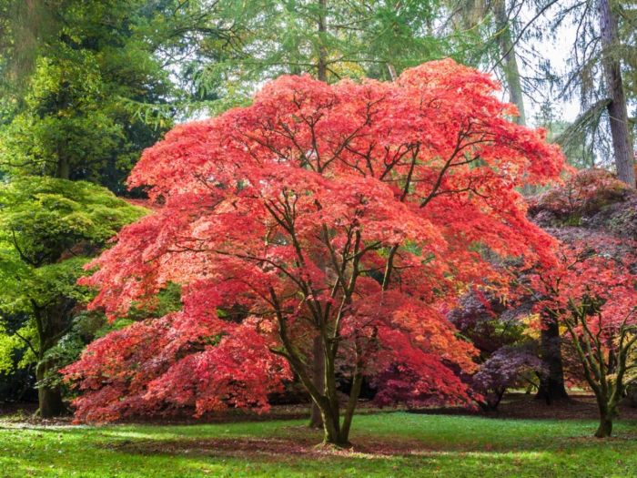 Plant a maple tree