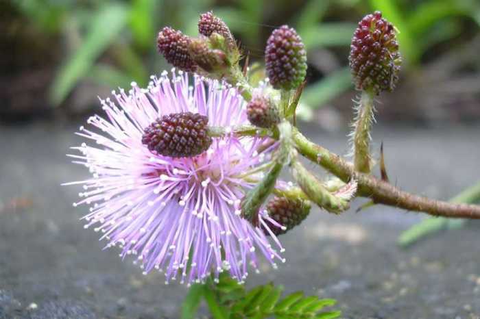 Mimosa seeds pudica gut cleaner nature parasites