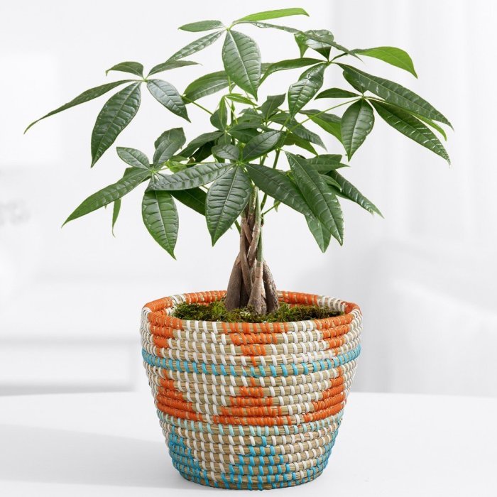 How to root a money tree plant