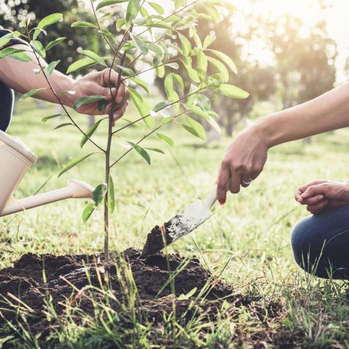 How late can you plant a tree