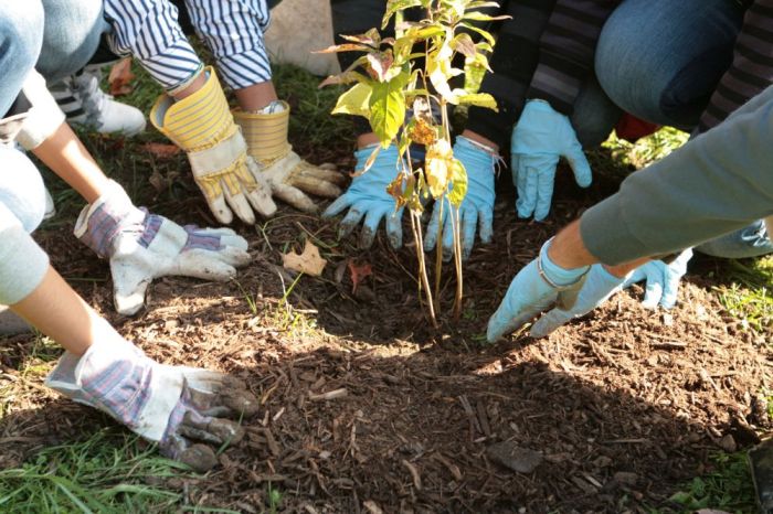 Volunteer to plant trees