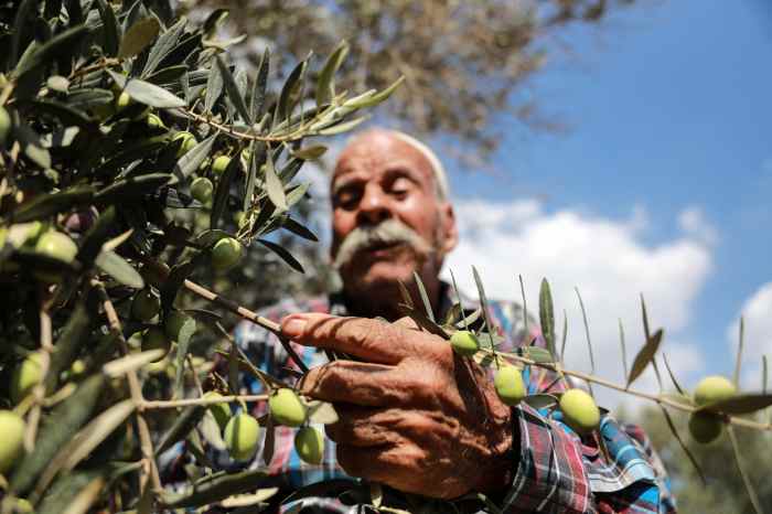 Plant an olive tree in palestine