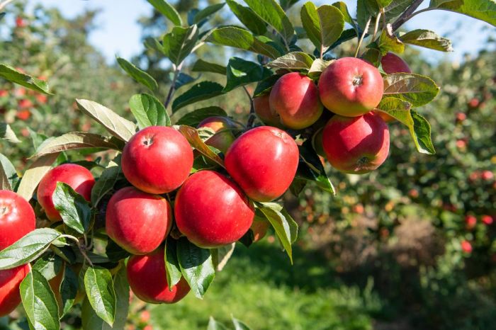 When to plant apple trees in pa