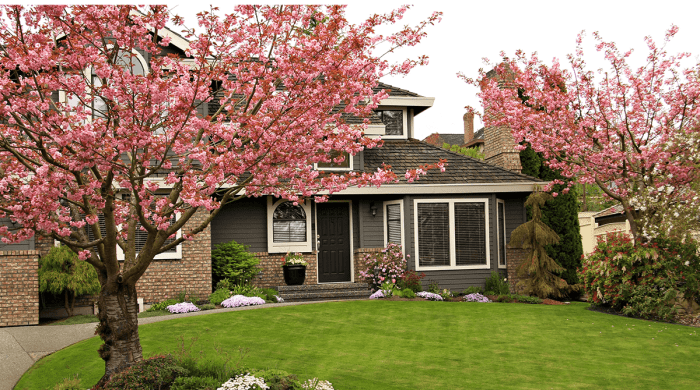 Small trees to plant in front yard