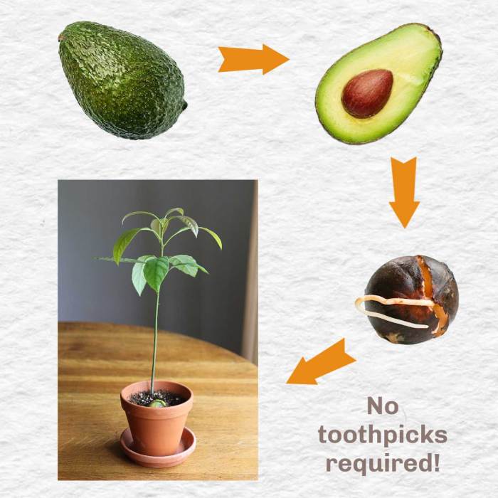 Avocado seed grow pit tree top water avocados which steps end can own sprout toothpicks should pits roots organic endless