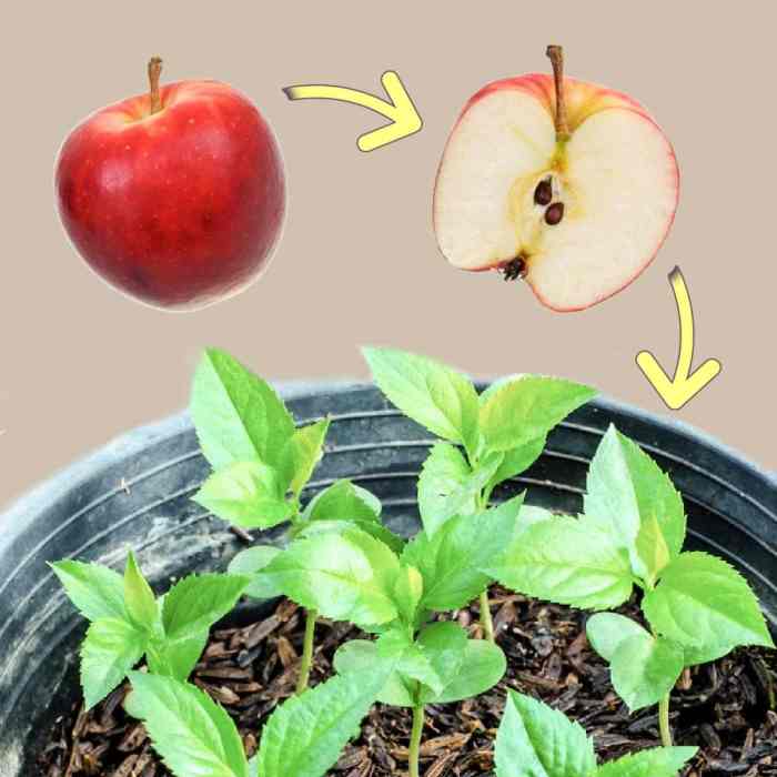 How to plant apple trees from seeds