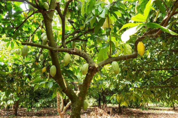 How to plant a cacao tree