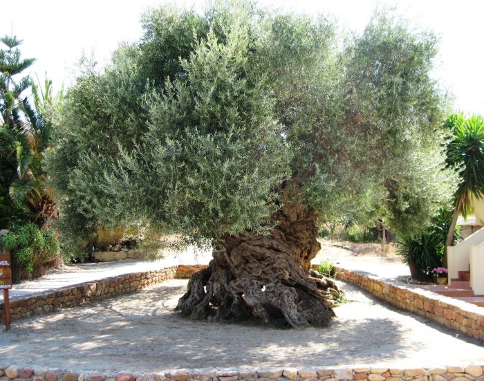 Plant an olive tree in palestine