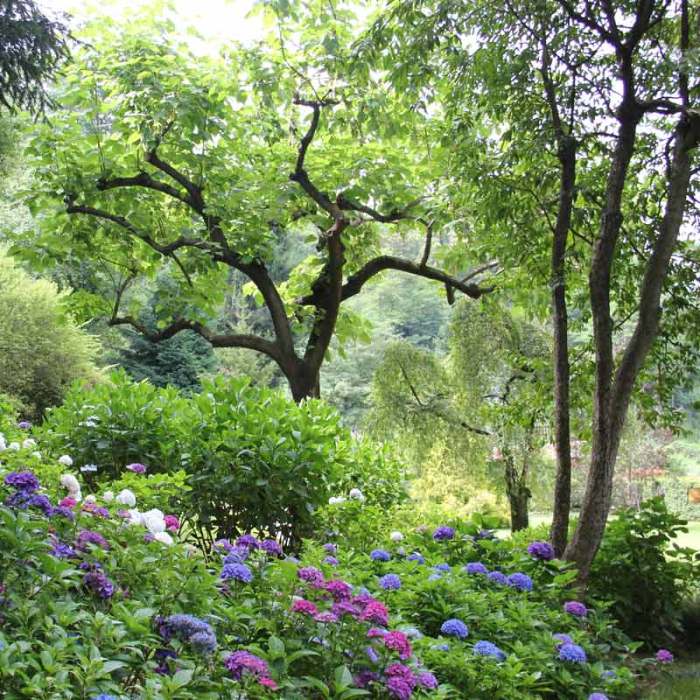 Shrubs to plant under trees