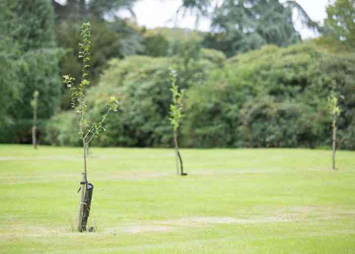 Best time to plant cherry tree